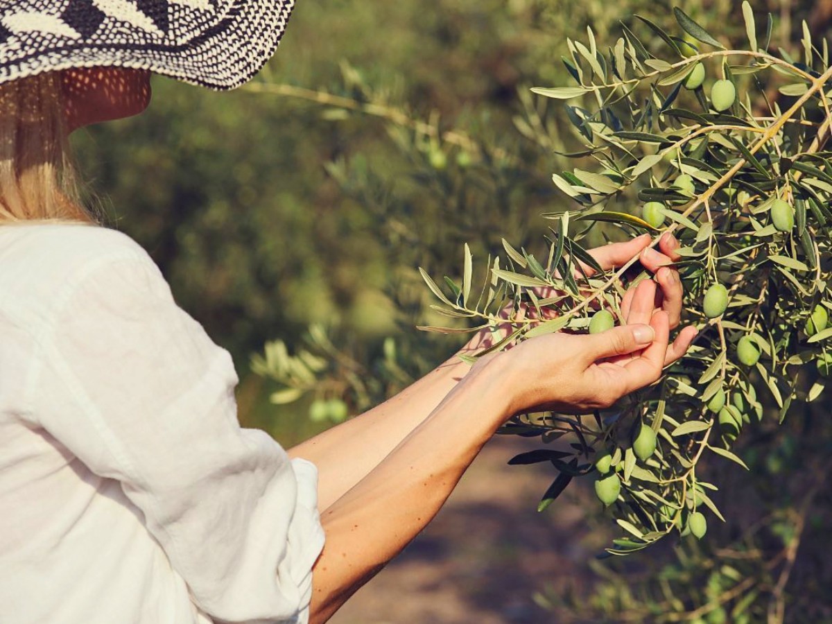 How Can You Observe National Olive Day? There Are Many Ways to Celebrate National Olive Day