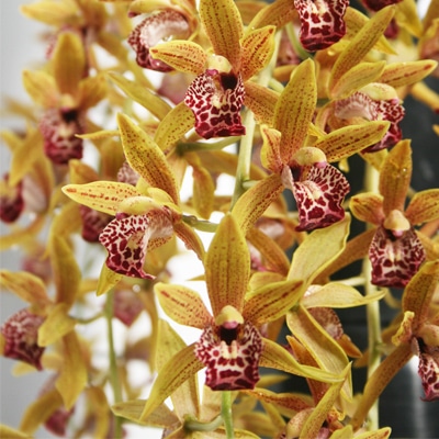Cymbidium Auburn Orchid Article On Thursd