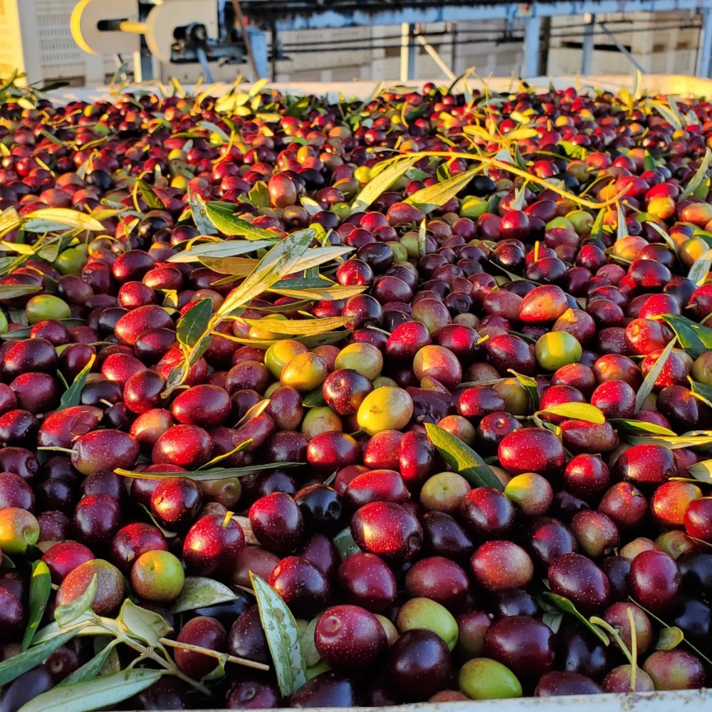 How Can You Observe National Olive Day? There Are Many Ways to Celebrate National Olive Day