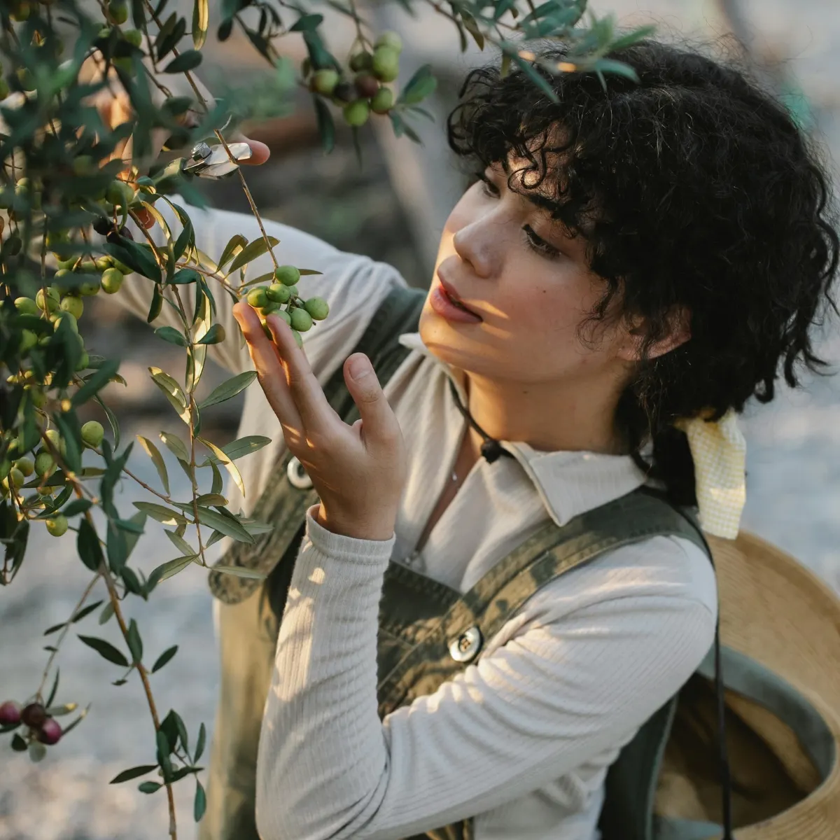 How Can You Observe National Olive Day? There Are Many Ways to Celebrate National Olive Day
