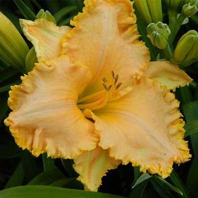 Daylilly Golden Tentacles Article On Thursd