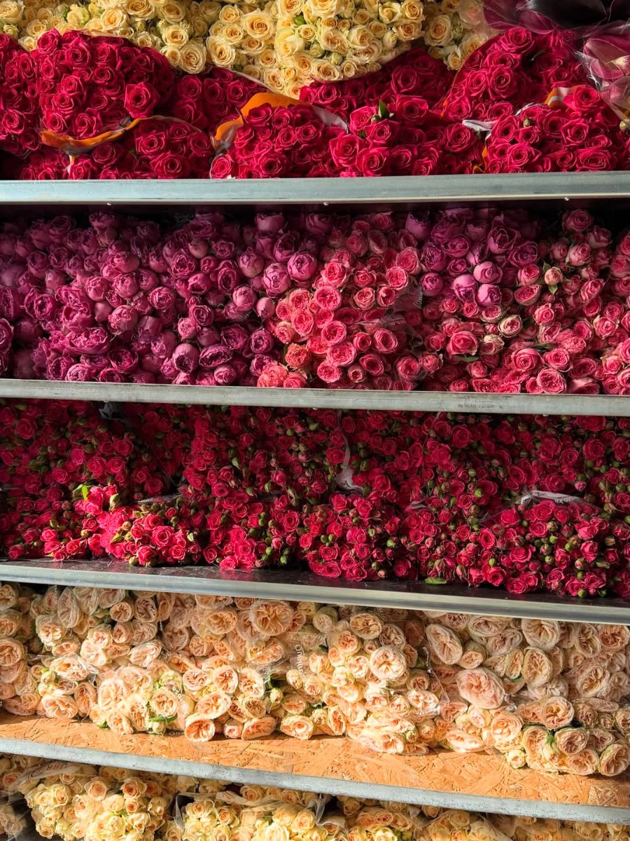 World of Spray roses variety and colors