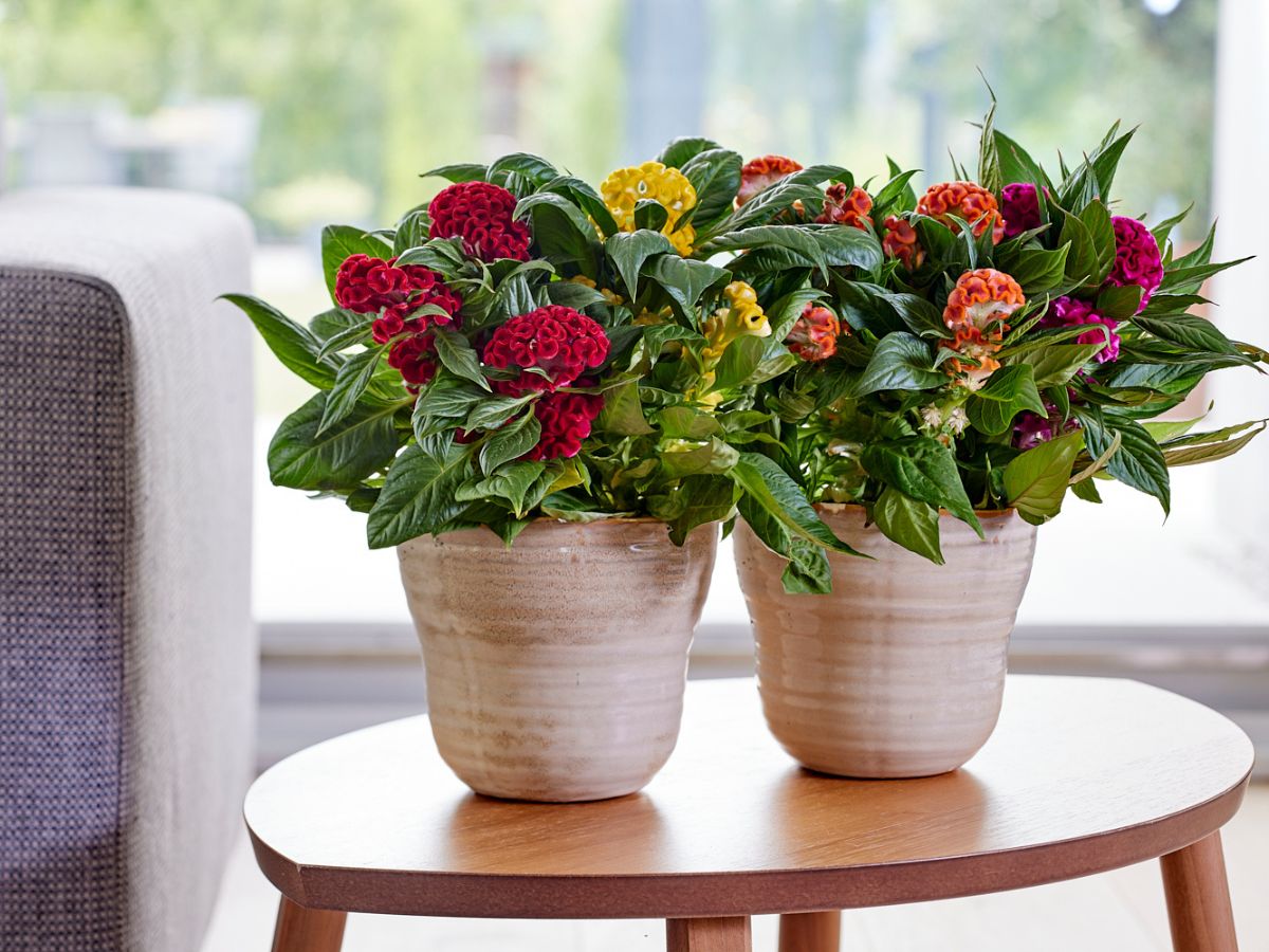 Floritec