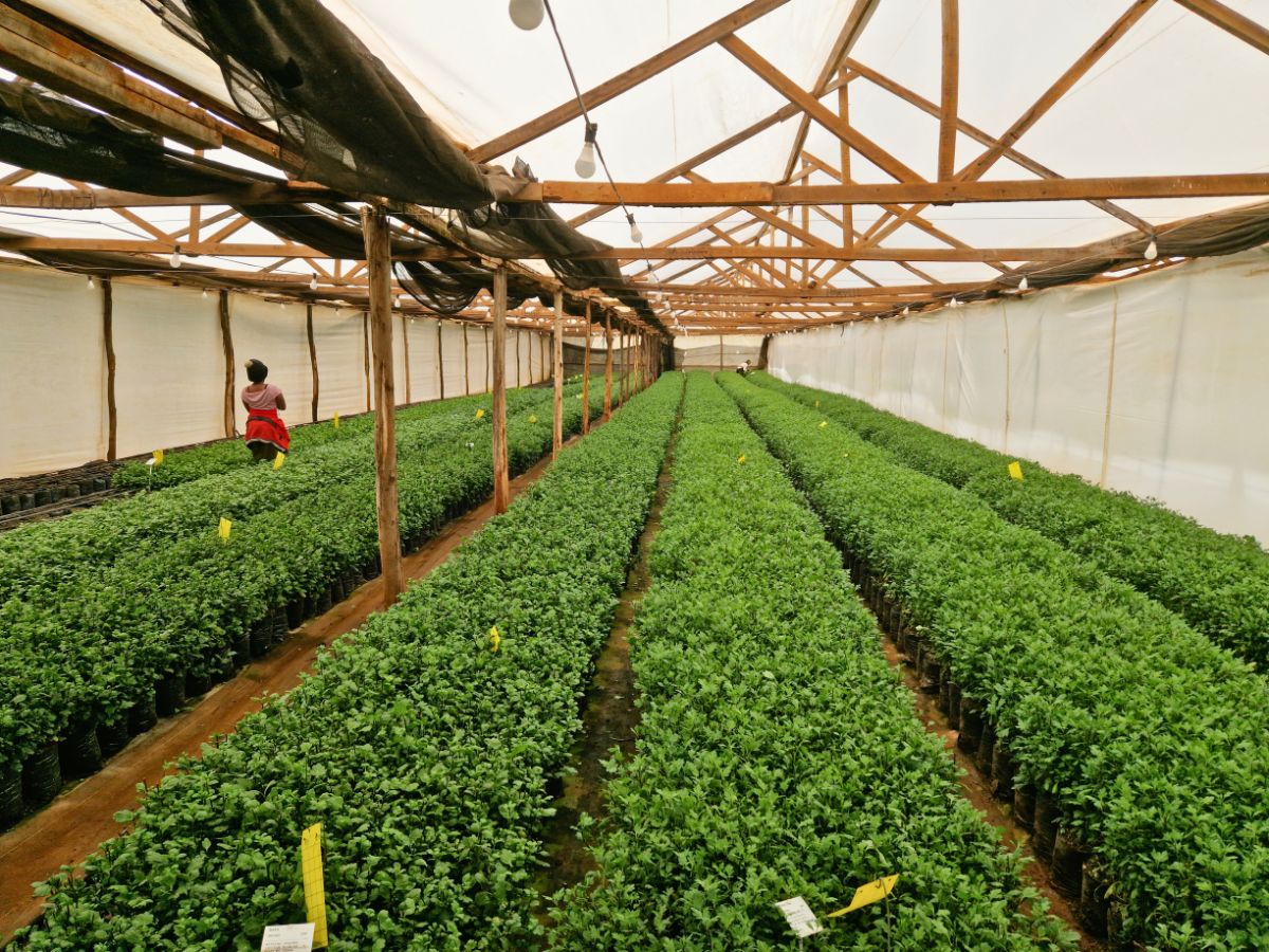Floritec