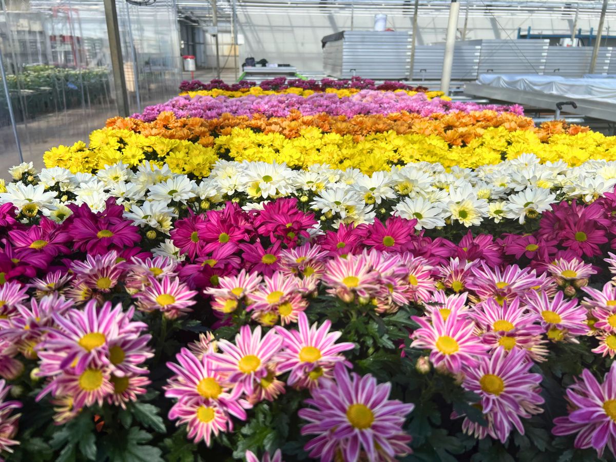Floritec
