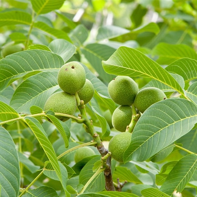 Walnut Branch Article On Thursd
