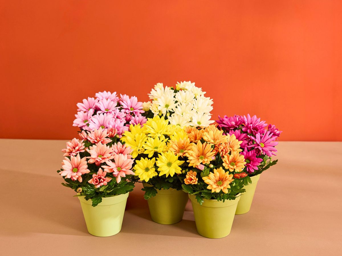 Floritec