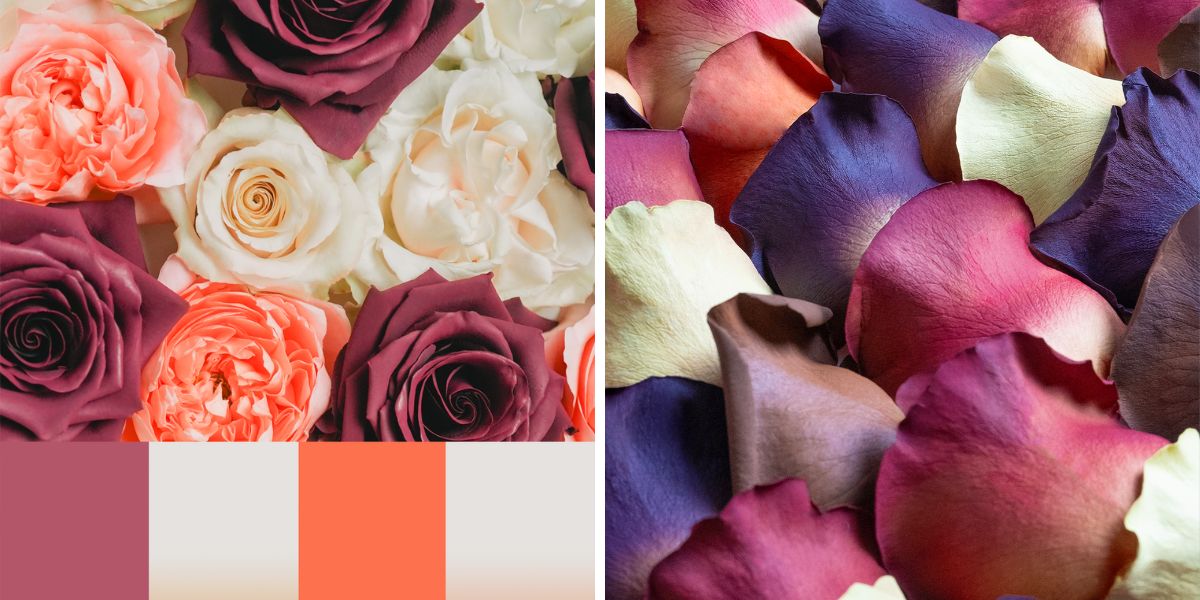 Colorful colors in tinted roses by Star Roses