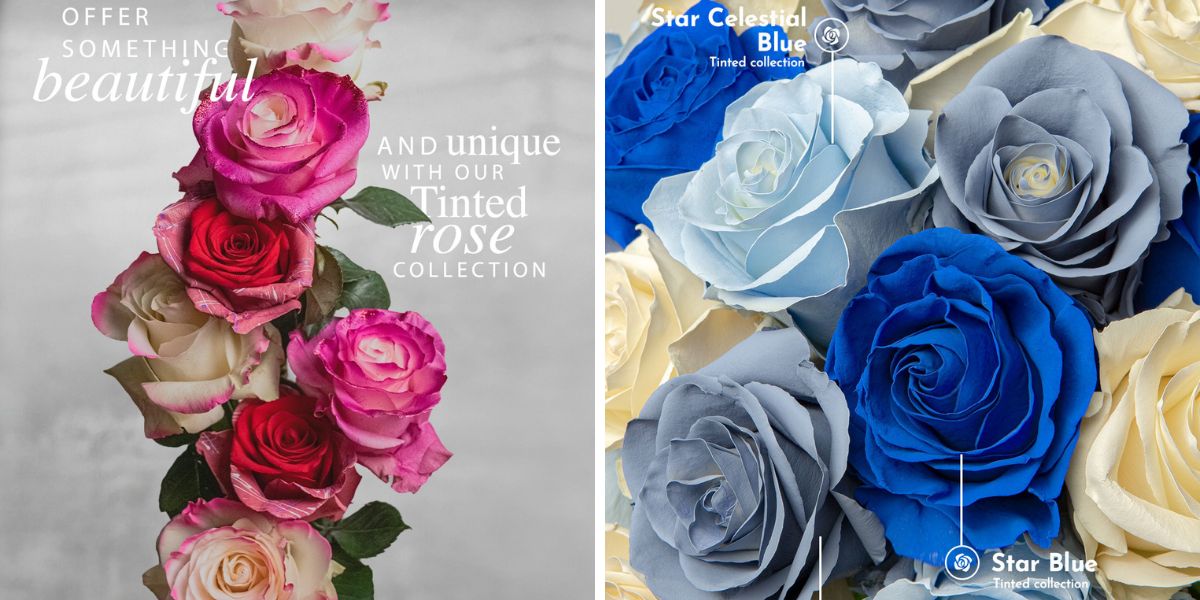 Tinted collection by Star Roses