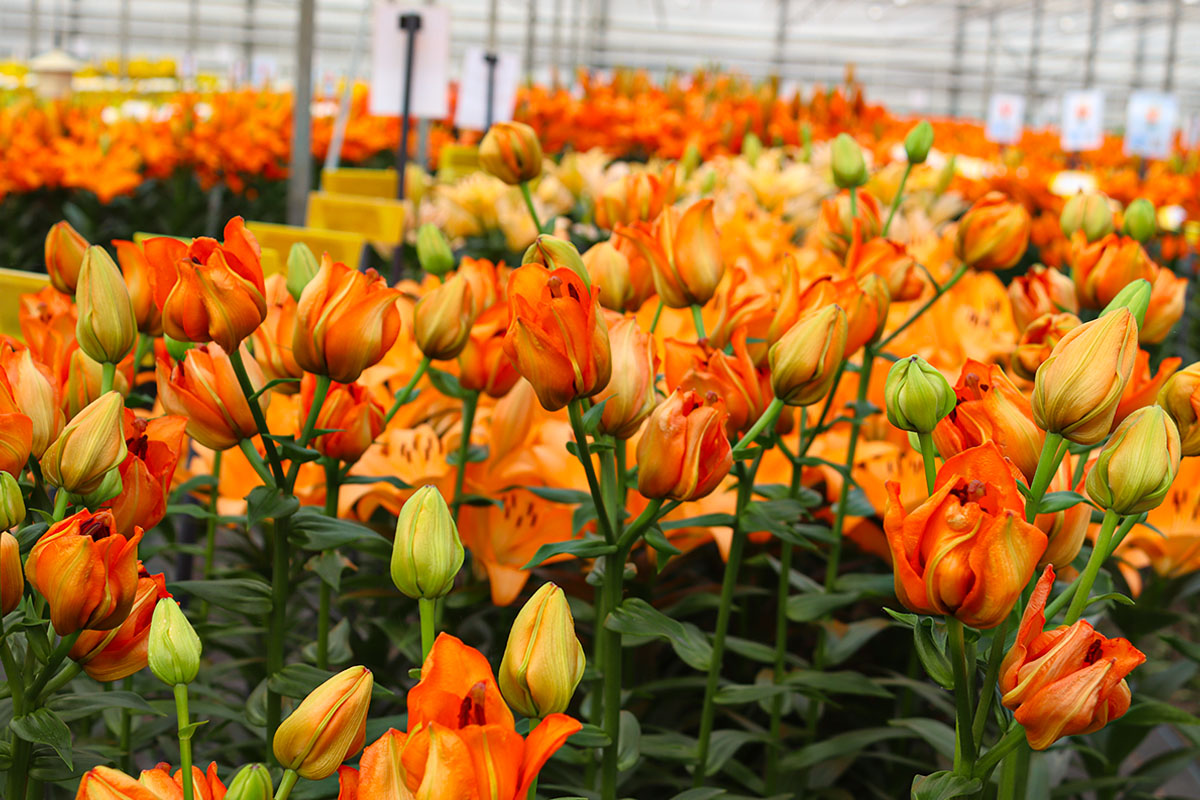 Dutch Lily Days Sjoerd Onings orange lilies