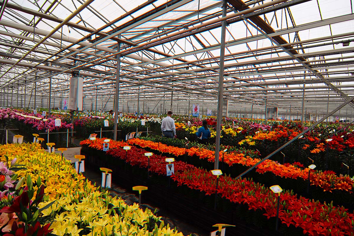 Dutch Lily Days Onings greenhouse