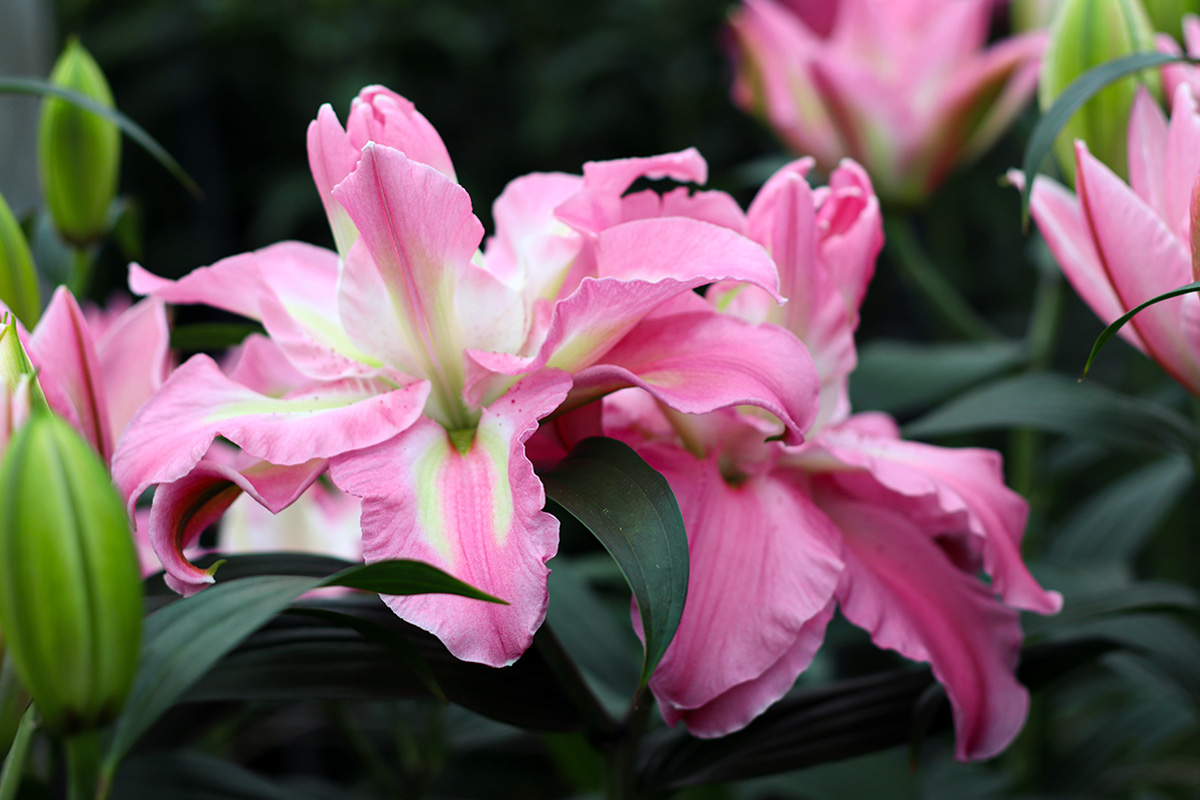 Dutch Lily Days Lily Lucky Angel