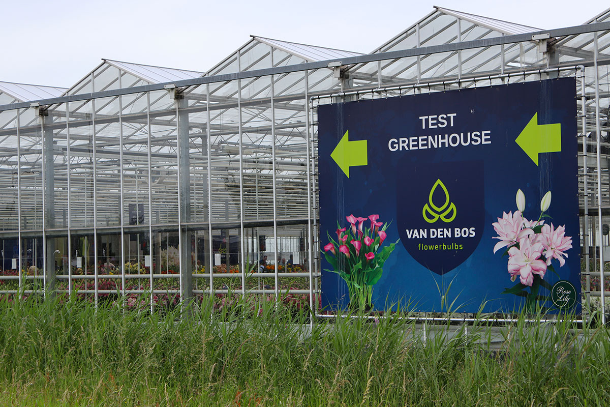 Dutch Lily Days Van den Bos outside greenhouse