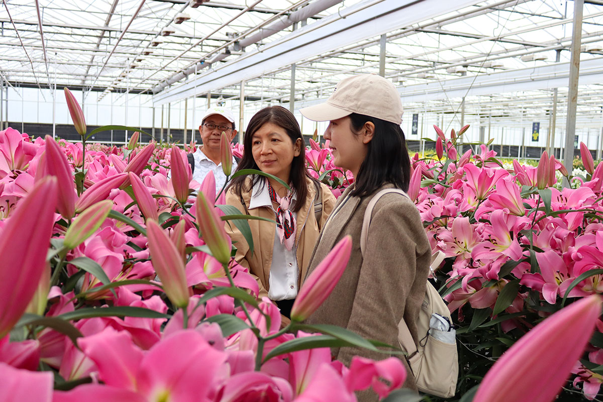 Dutch Lily Days Van den Bos Three Chinese visitors
