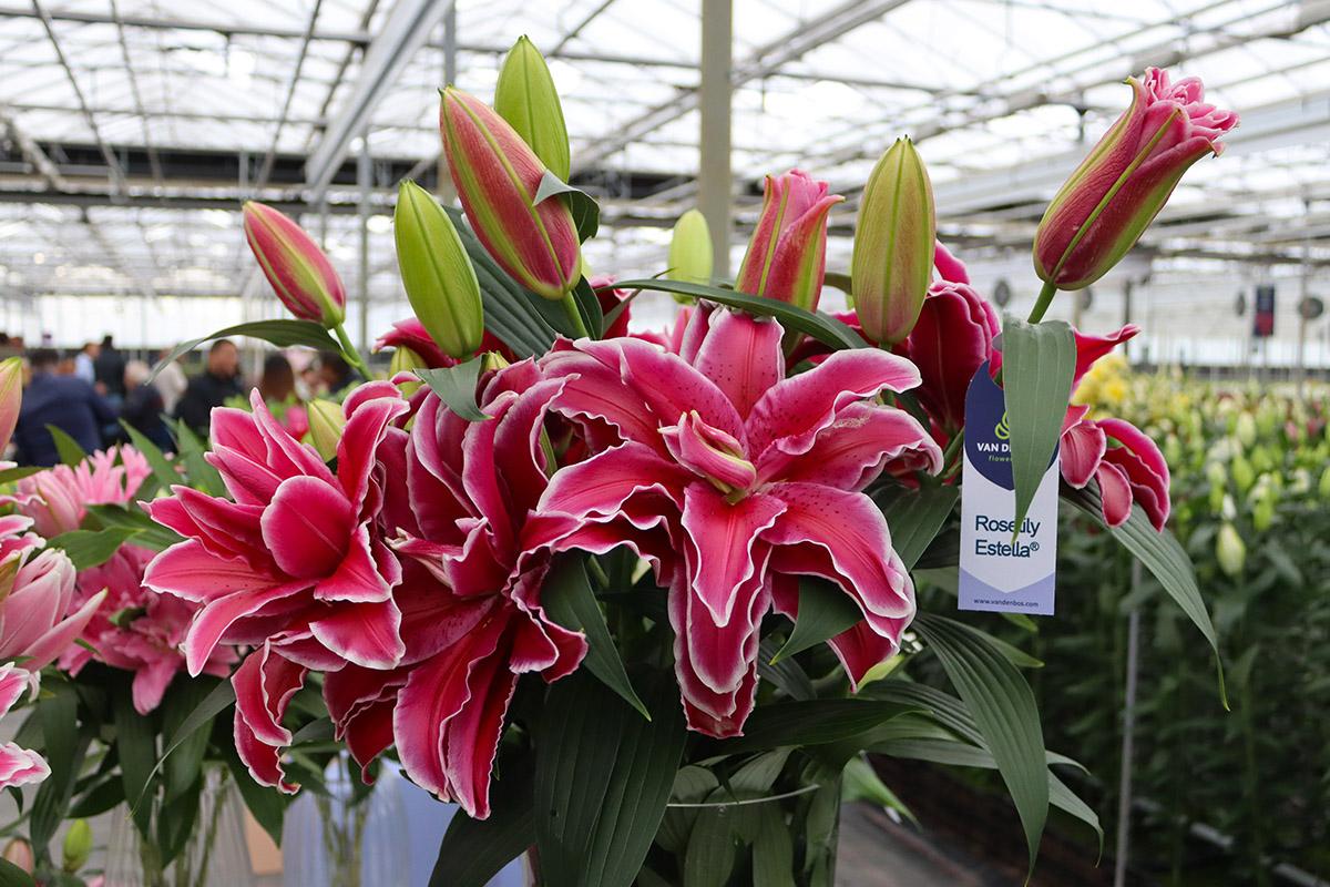 Dutch Lily Days Van den Bos Roselily Estella