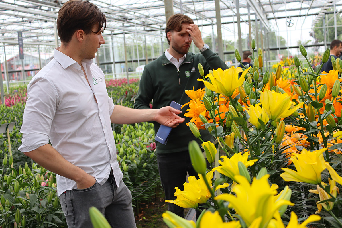 Dutch Lily Days Van den Bos yellow lilies