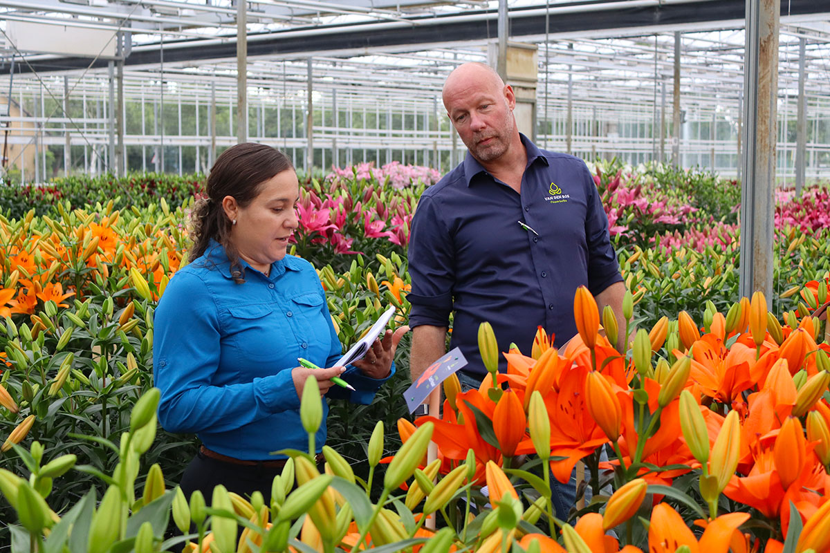 Dutch Lily Days Van den Bos P and F Farms