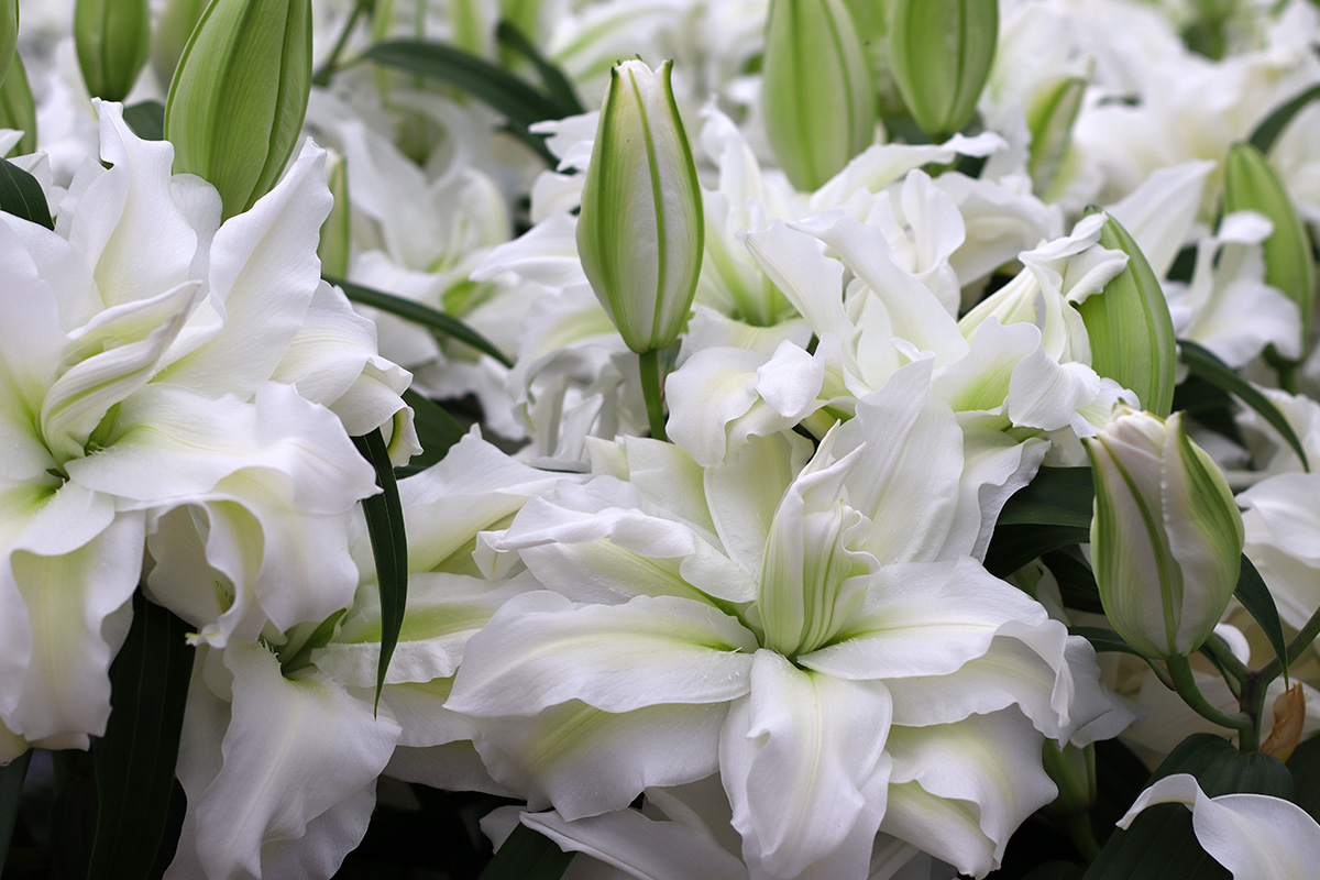 Dutch Lily Days Van den Bos Roselily Aisha