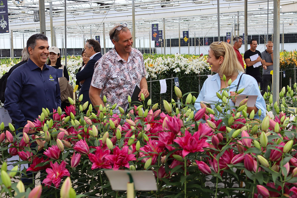 Dutch Lily Days Van den Bos lively discussions