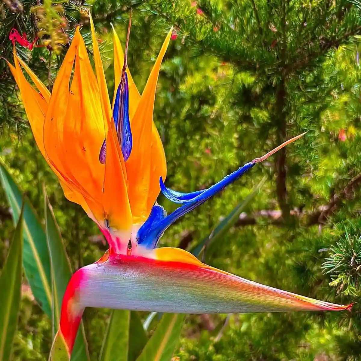 Hypoallergenic bird of paradise