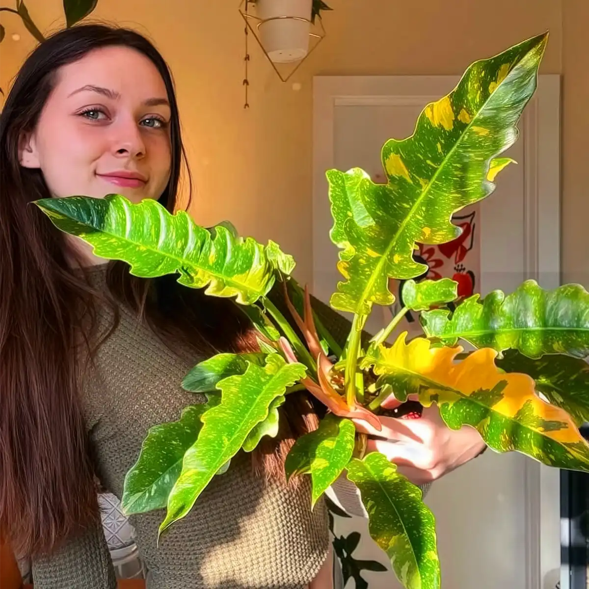 Philodendron Ring of Fire Also Known as Philodendron Bipinnatifidum X Selloum