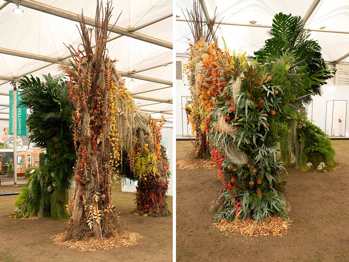 Acacia RHS Chelsea Flower Show 2 Chlorophyll
