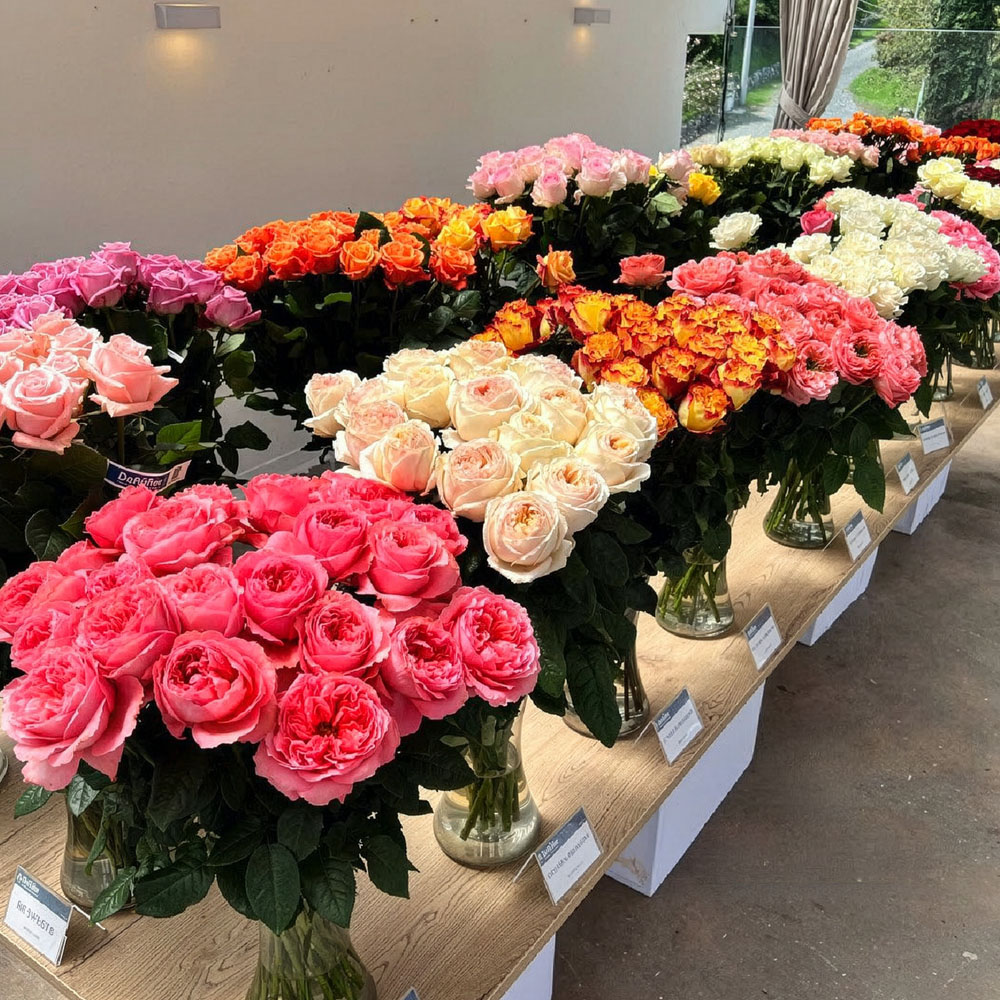 De Ruiter Ecuador Rose line up Hosteria Totoral