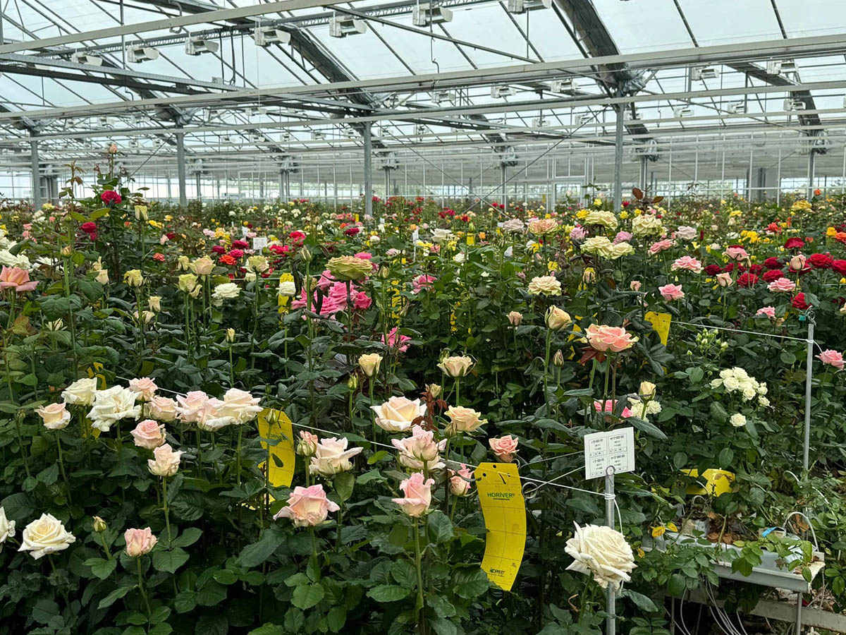 De Ruiter Ecuador Mixed Greenhouse varieties De Ruiter Ecuador Mixed Greenhouse varieties
