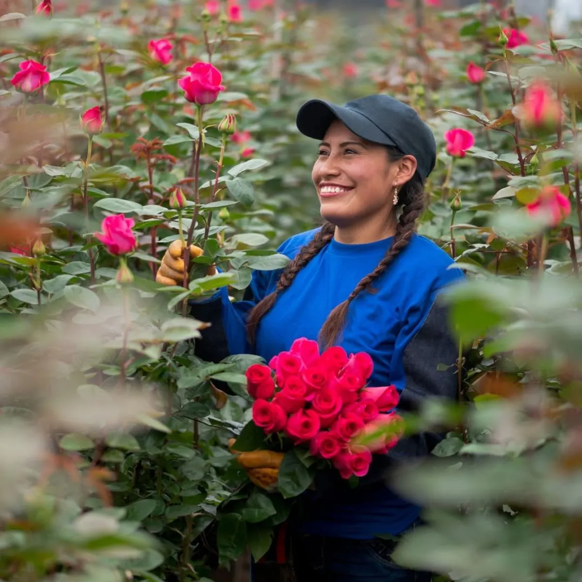 Roses from Mystic flowers