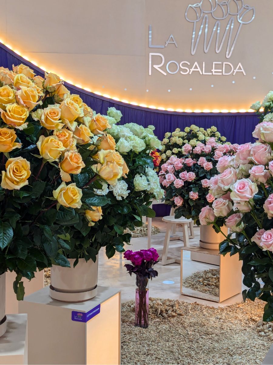 La rosaleda roses from Ecuador