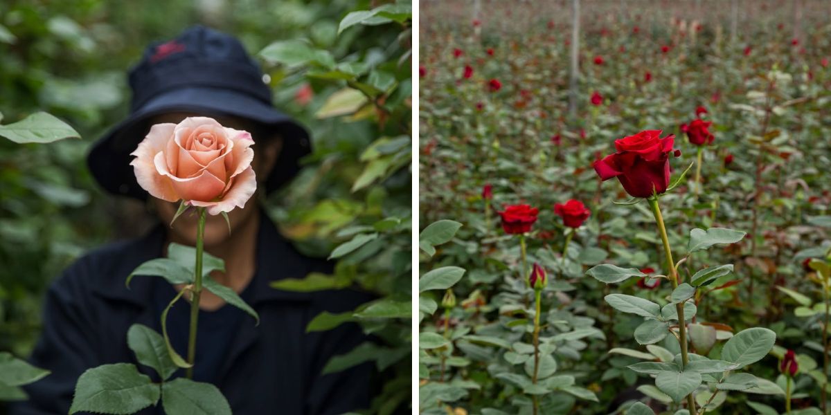 Roses by Rosaprima Ecuador