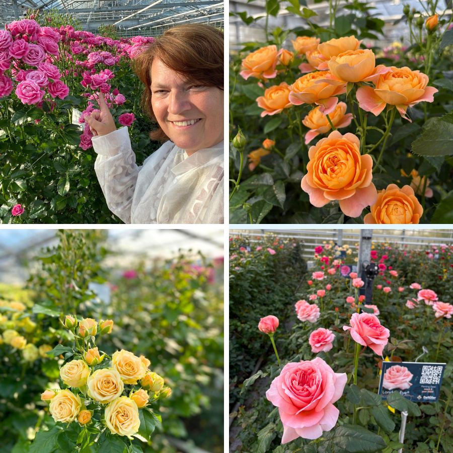 De Ruiter innovations varieties Netherlands