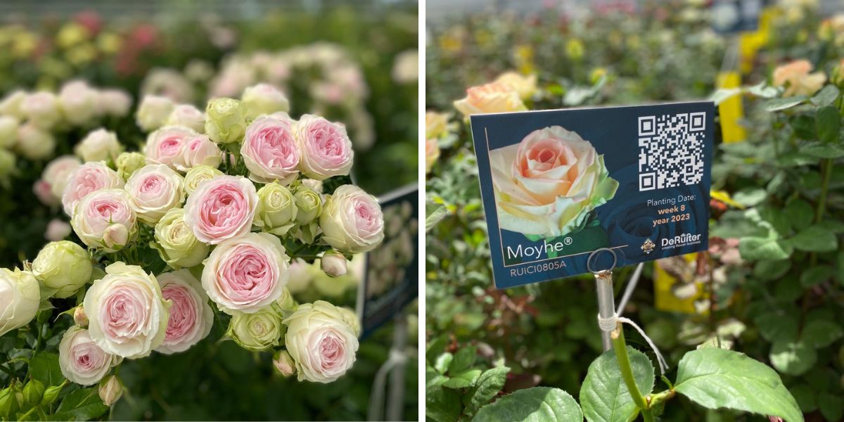 De Ruiter rose varieties