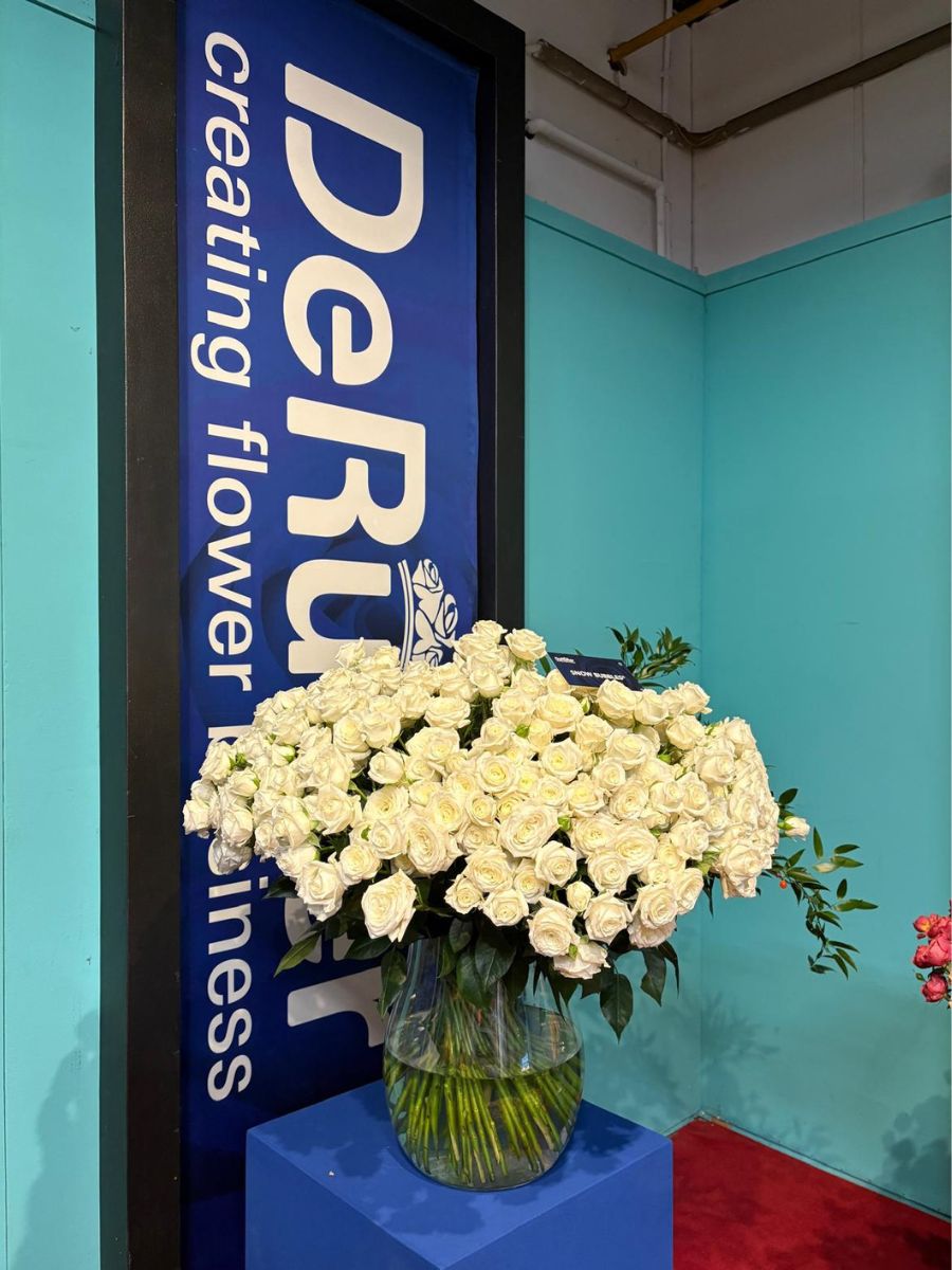 White roses by De Ruiter White roses by De Ruiter