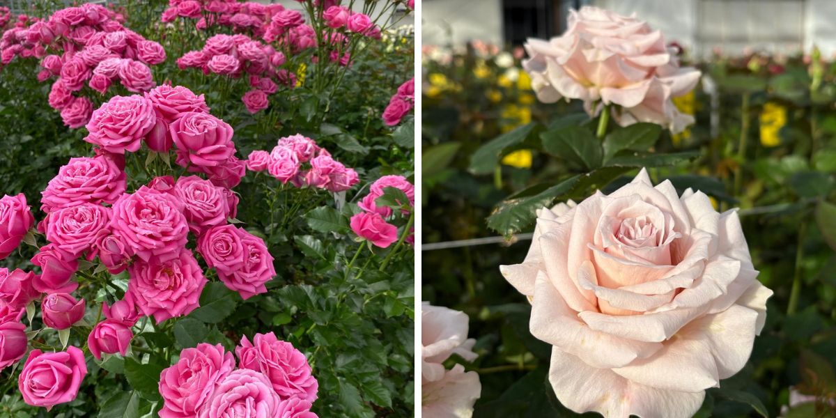 Closeup of colors and shapes of De Ruiter roses Closeup of colors and shapes of De Ruiter roses