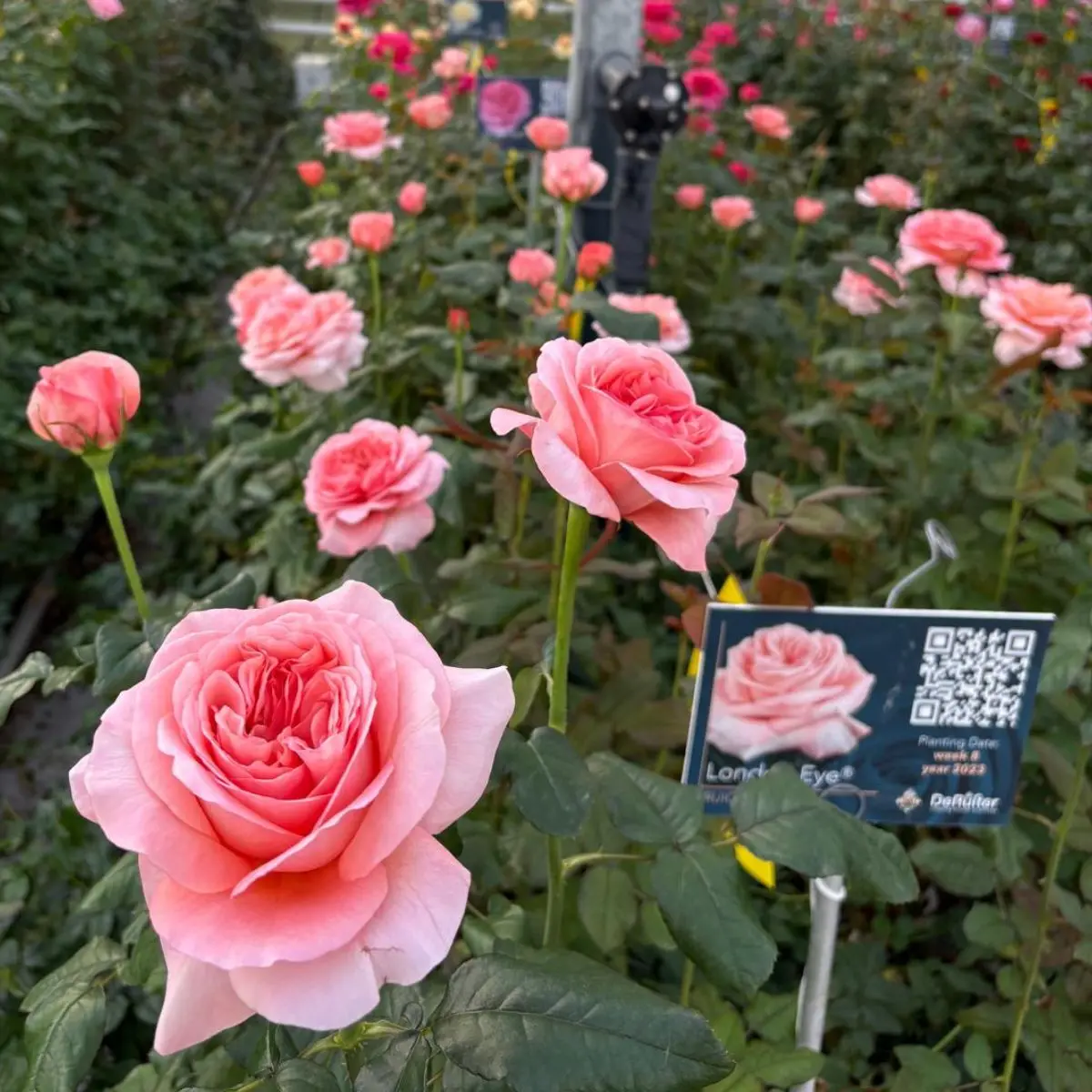 De Ruiter pink roses
