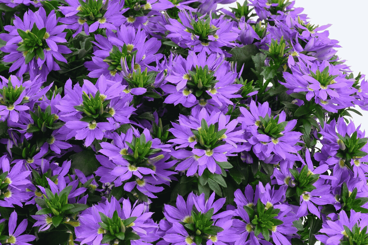Scaevola Danziger