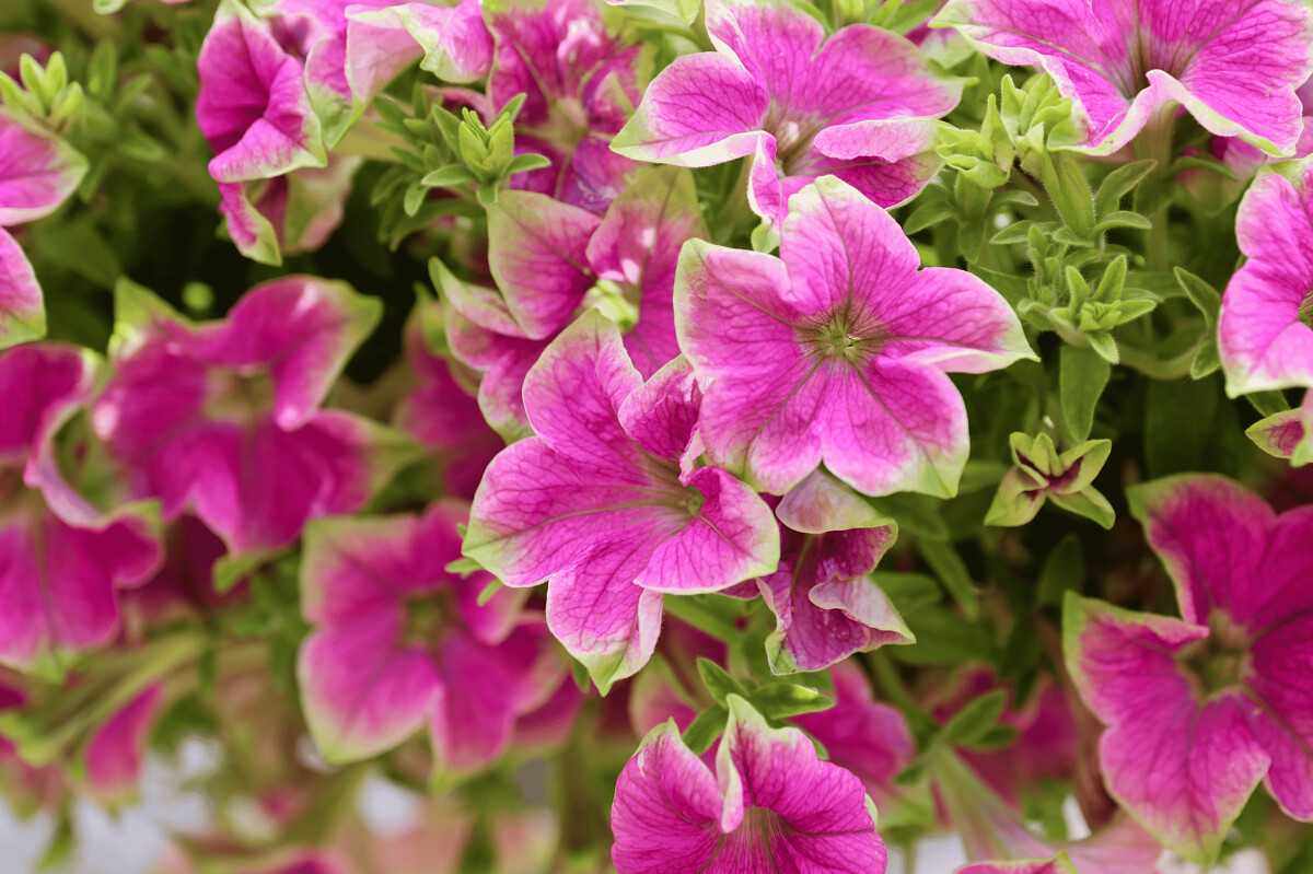 AMAZONAS&trade; Pink Macaw Petunia