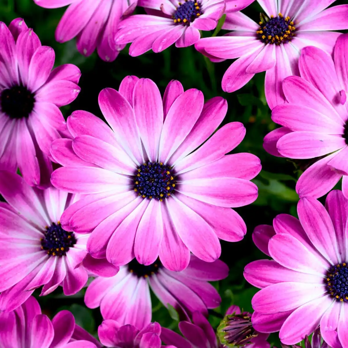 Besties Osteospernum Flowertrials