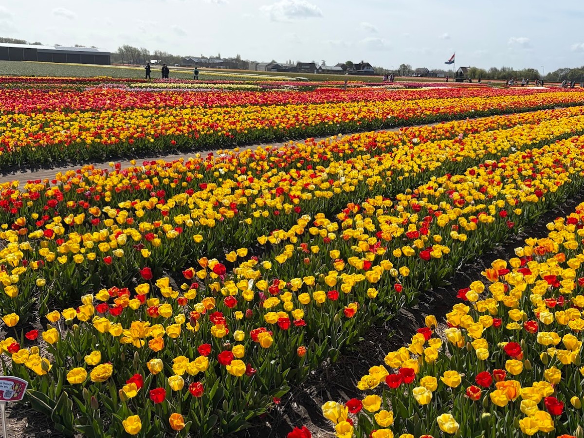 Kazuyo Asayama Blog: Netherlands and Belgium Private Tour to Enjoy Spring Flowers (April 2026)