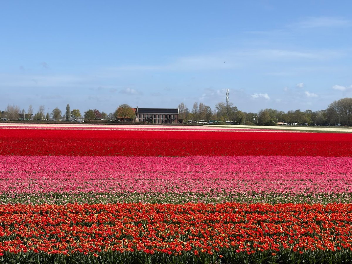 Kazuyo Asayama Blog: Netherlands and Belgium Private Tour to Enjoy Spring Flowers (April 2026).