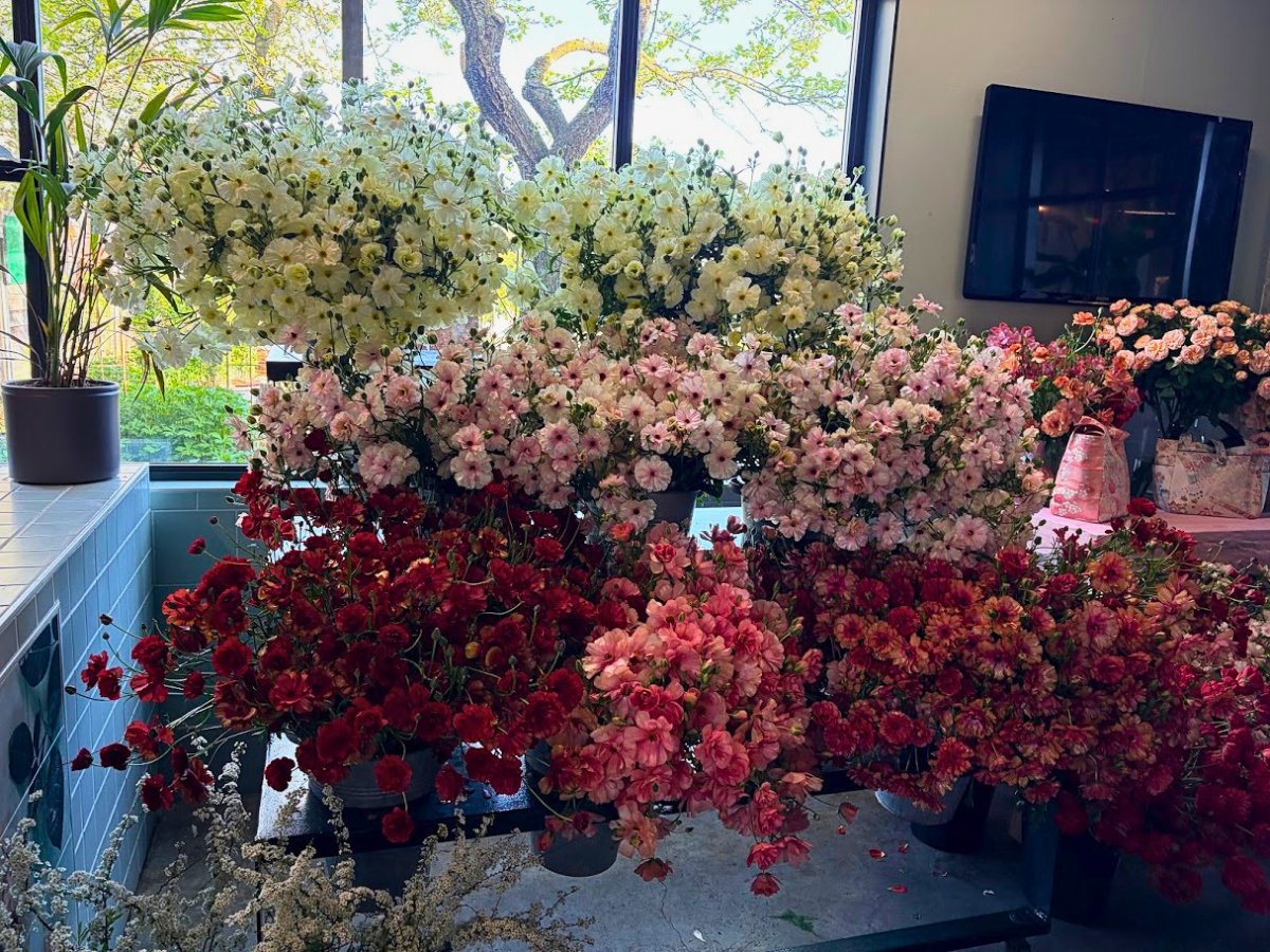 Kazuyo Asayama Blog: Netherlands and Belgium Private Tour to Enjoy Spring Flowers (April 2026).