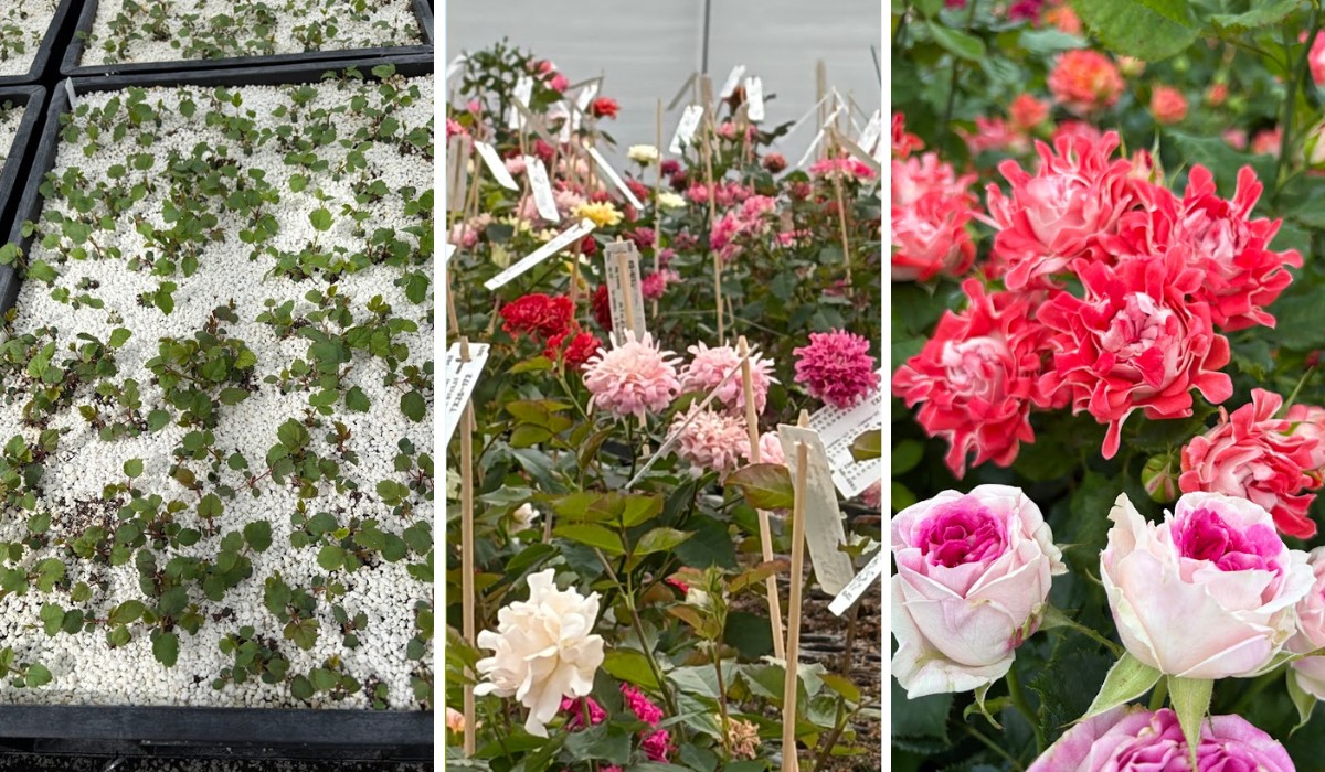 Kazuyo Asayama Blog: Netherlands and Belgium Private Tour to Enjoy Spring Flowers (April 2026).