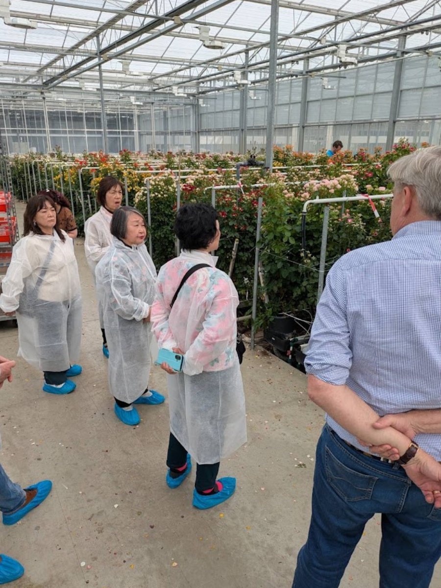 Kazuyo Asayama Blog: Netherlands and Belgium Private Tour to Enjoy Spring Flowers (April 2026).