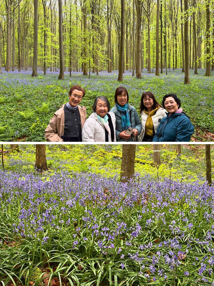 Kazuyo Asayama Blog: Netherlands and Belgium Private Tour to Enjoy Spring Flowers (April 2026).