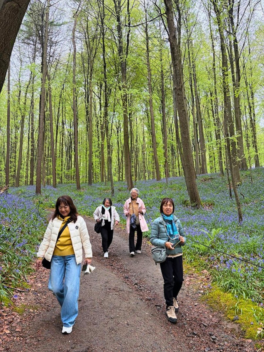 Kazuyo Asayama Blog: Netherlands and Belgium Private Tour to Enjoy Spring Flowers (April 2026).
