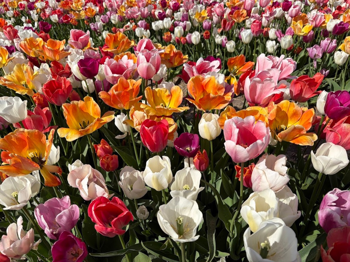 Kazuyo Asayama Blog: Netherlands and Belgium Private Tour to Enjoy Spring Flowers (April 2026).