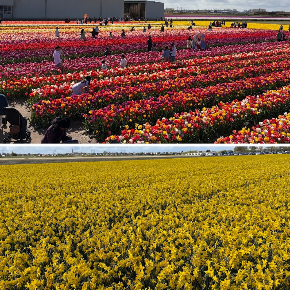 Kazuyo Asayama Blog: Netherlands and Belgium Private Tour to Enjoy Spring Flowers (April 2026).