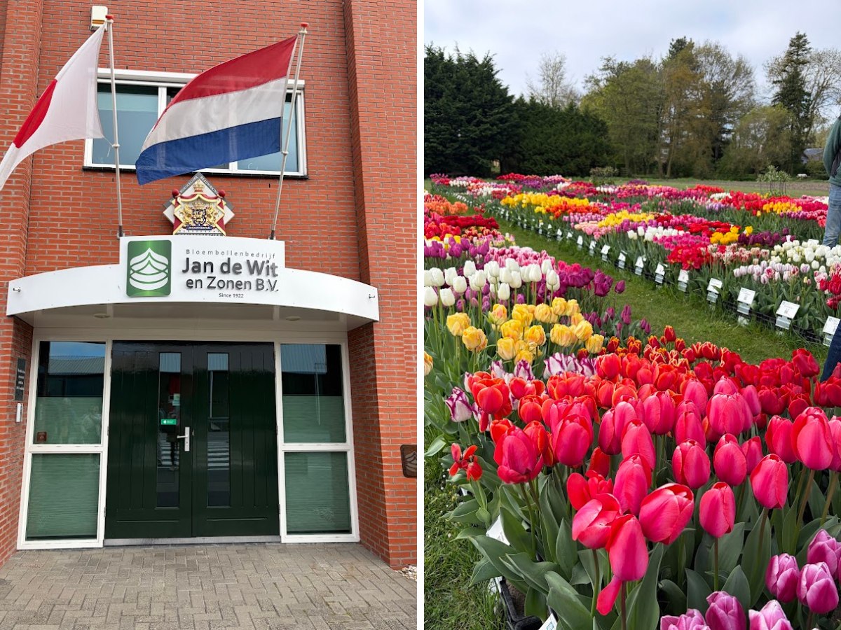 Kazuyo Asayama Blog: Netherlands and Belgium Private Tour to Enjoy Spring Flowers (April 2026).
