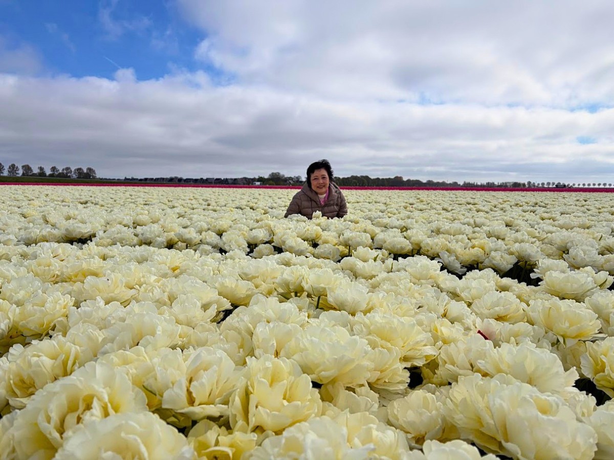 Kazuyo Asayama Blog: Netherlands and Belgium Private Tour to Enjoy Spring Flowers (April 2026).